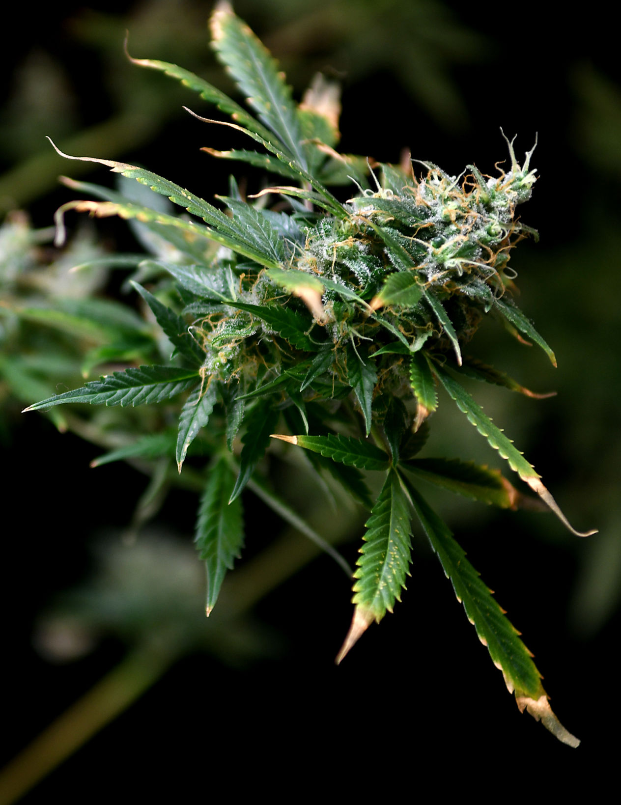 Progress Marijuana